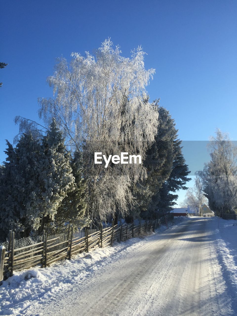 House covered with snow covered trees