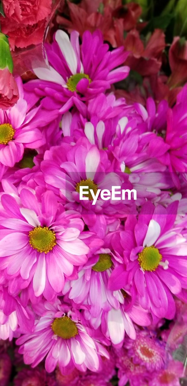 CLOSE-UP OF PINK FLOWER PLANTS