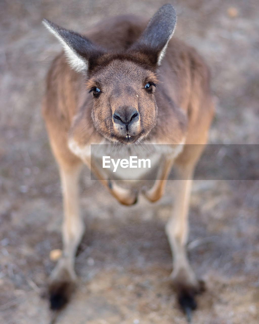 High angle view portrait of a kangaroo 