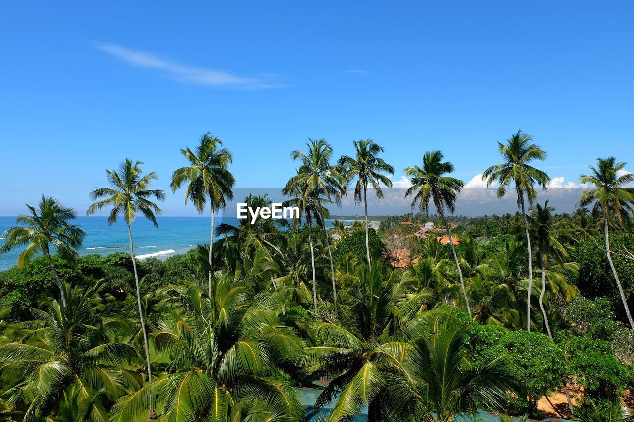 Palm trees by sea against sky