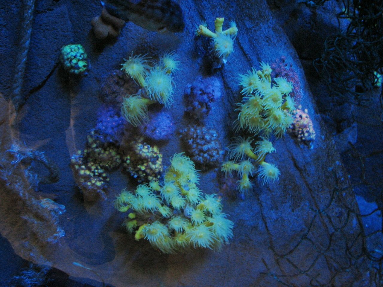 HIGH ANGLE VIEW OF PURPLE FLOWERS IN WATER