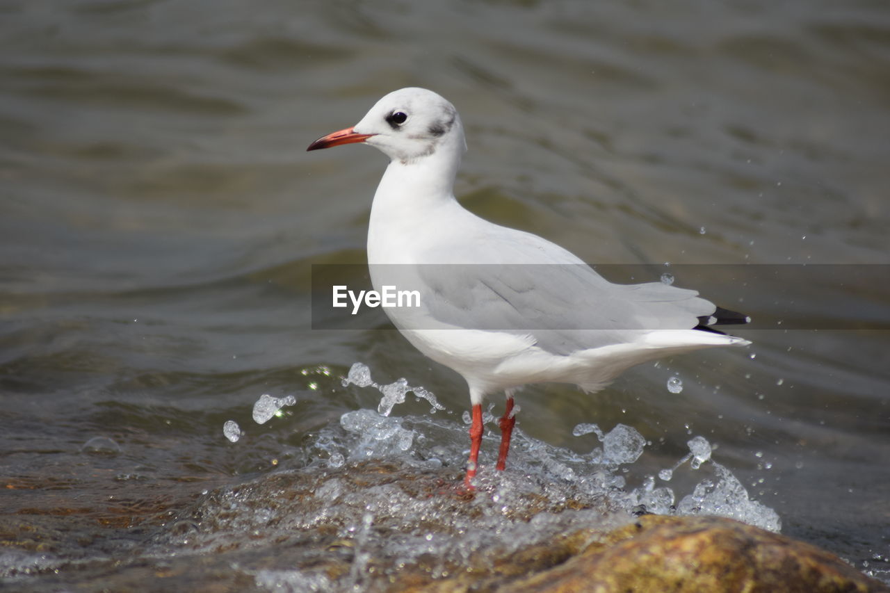 Seagull perching on a lake