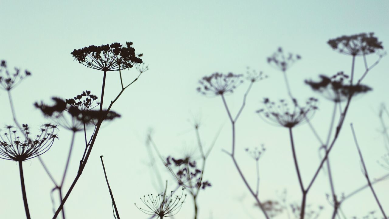 Low angle view of silhouette plants against sky