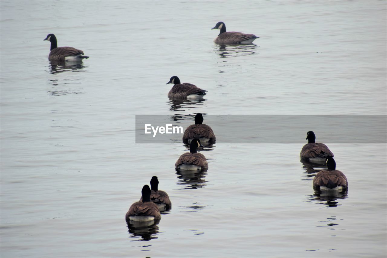 View of ducks swimming in lake