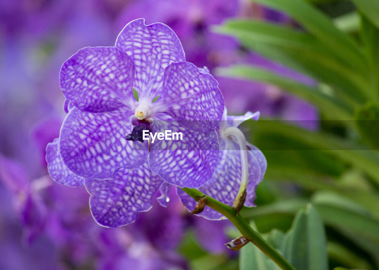 CLOSE-UP OF PURPLE FLOWER ON PLANT