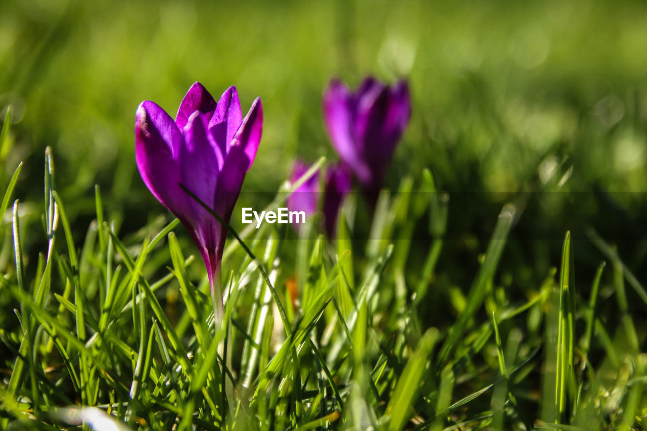 CLOSE-UP OF PURPLE CROCUS FLOWER GROWING ON FIELD