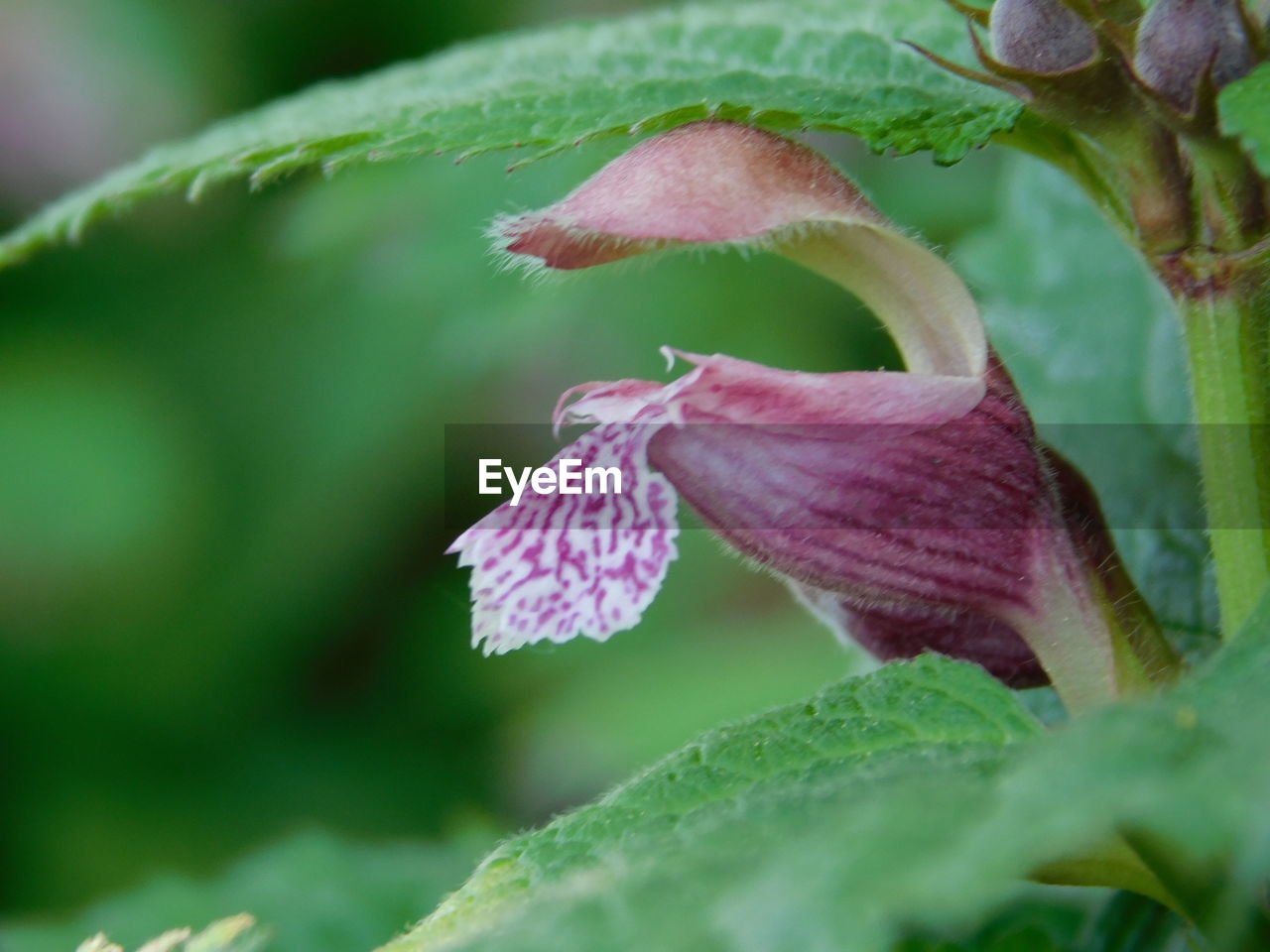 CLOSE-UP OF PINK FLOWER