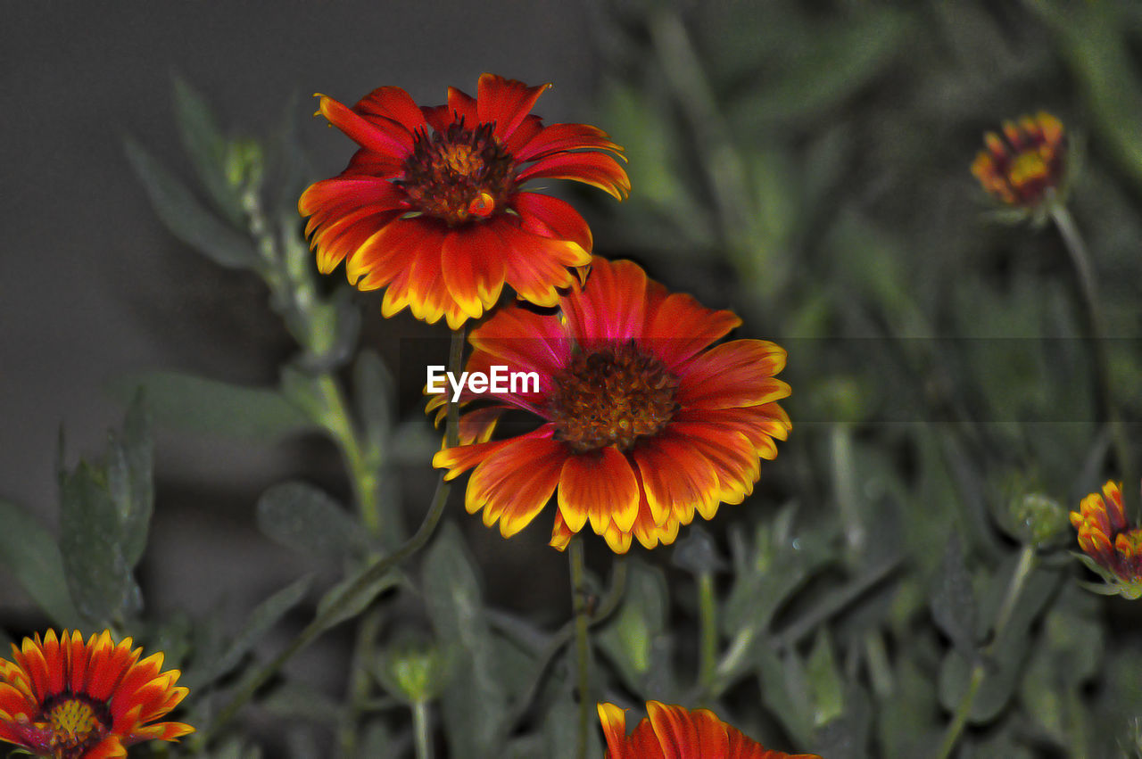 High angle view of red flowering plant