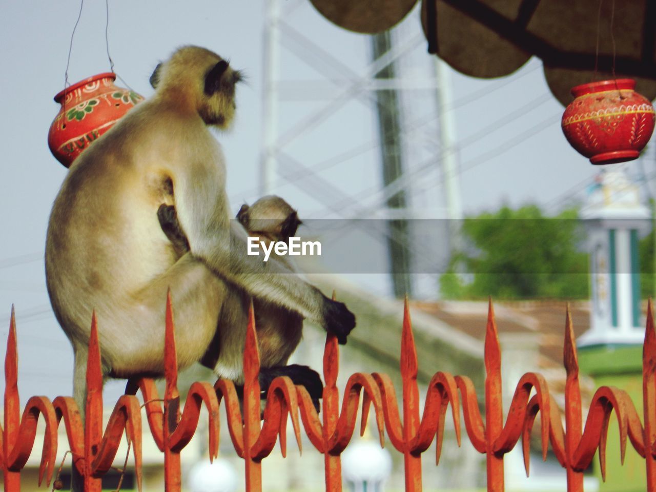 LOW ANGLE VIEW OF MONKEY HANGING ON ROPE