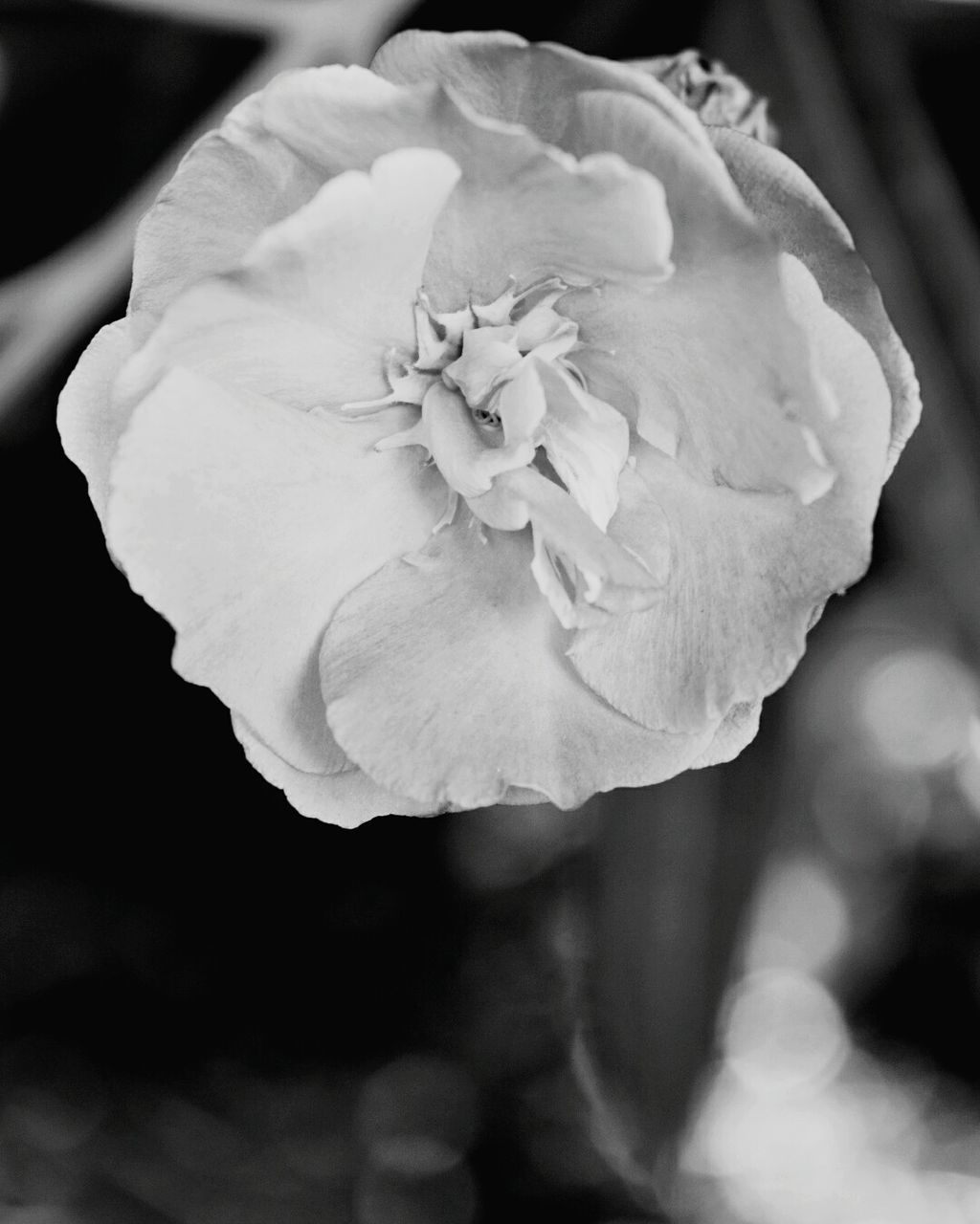 CLOSE-UP OF FLOWERS