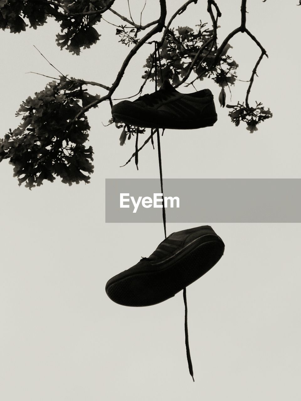 LOW ANGLE VIEW OF SILHOUETTE PLANT AGAINST SKY