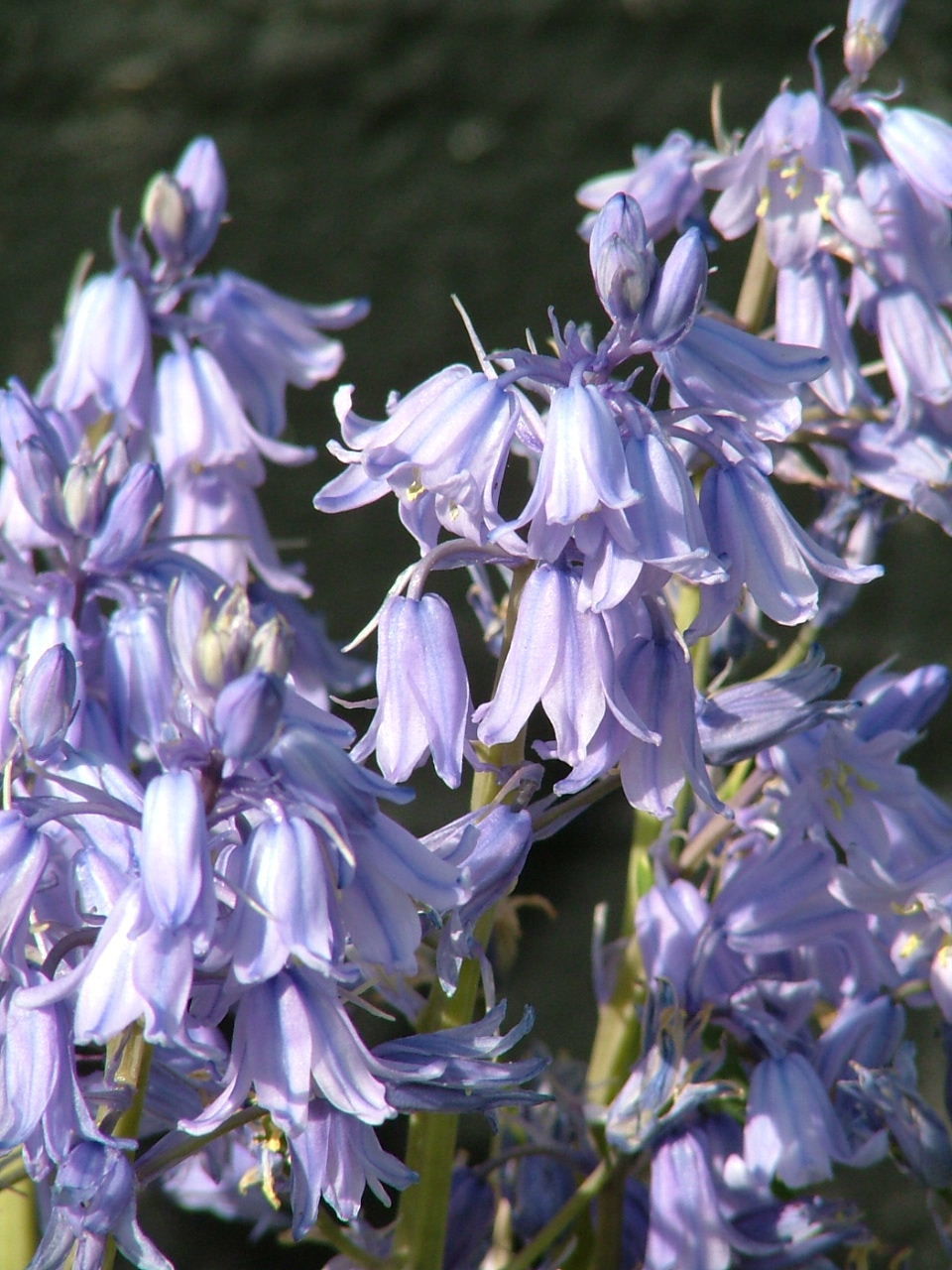 CLOSE-UP OF PURPLE FLOWERS AND LEAVES