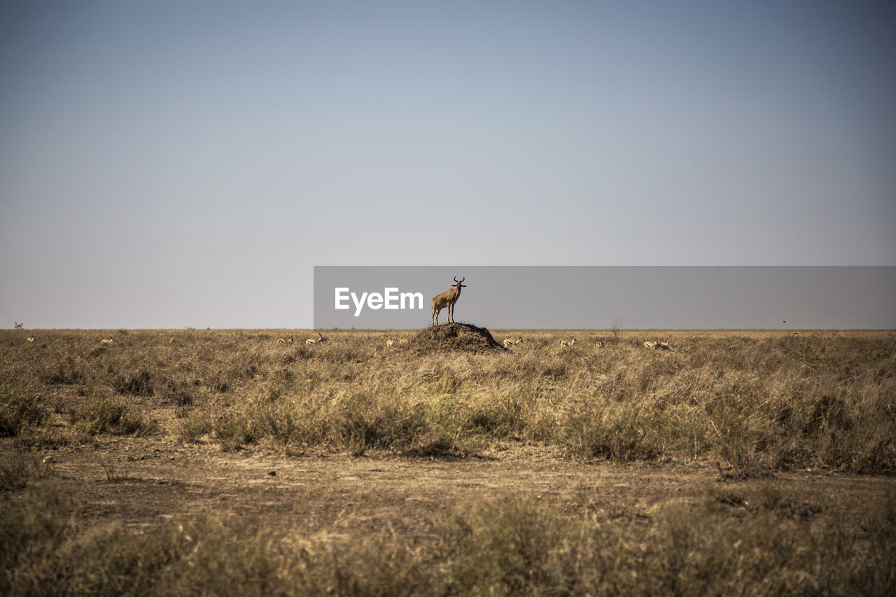 Scenic view of gazelle in land against clear sky