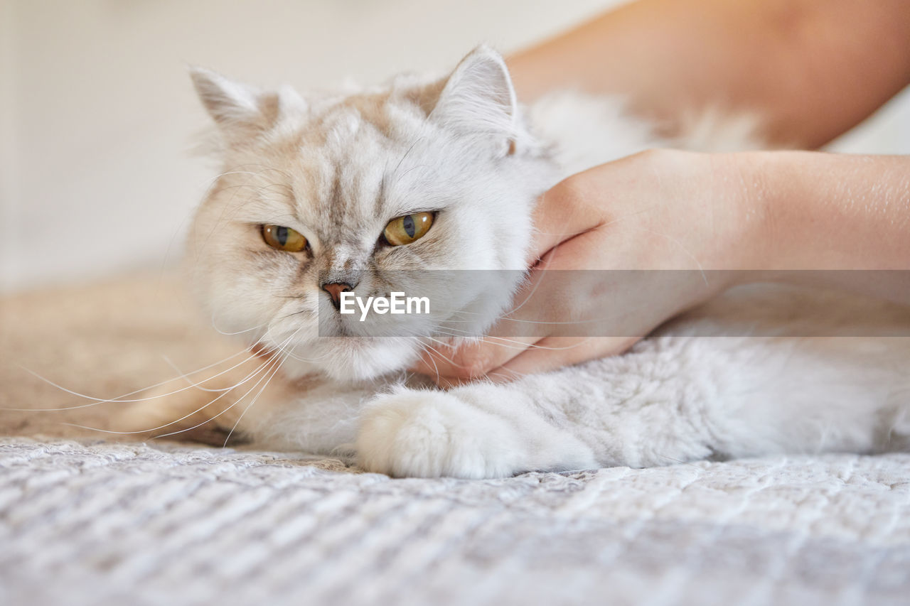 Cute girl holding cat at home