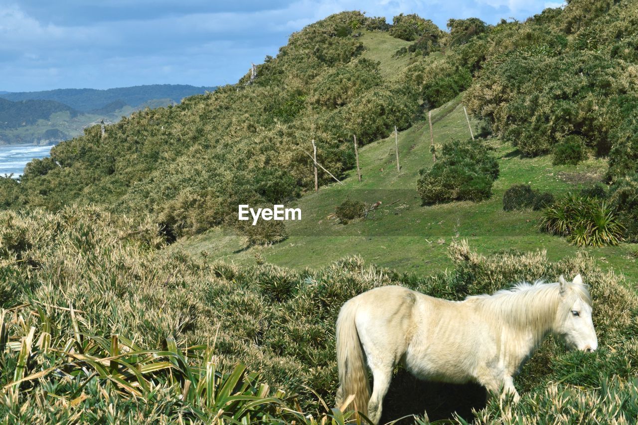 HORSE IN A FIELD