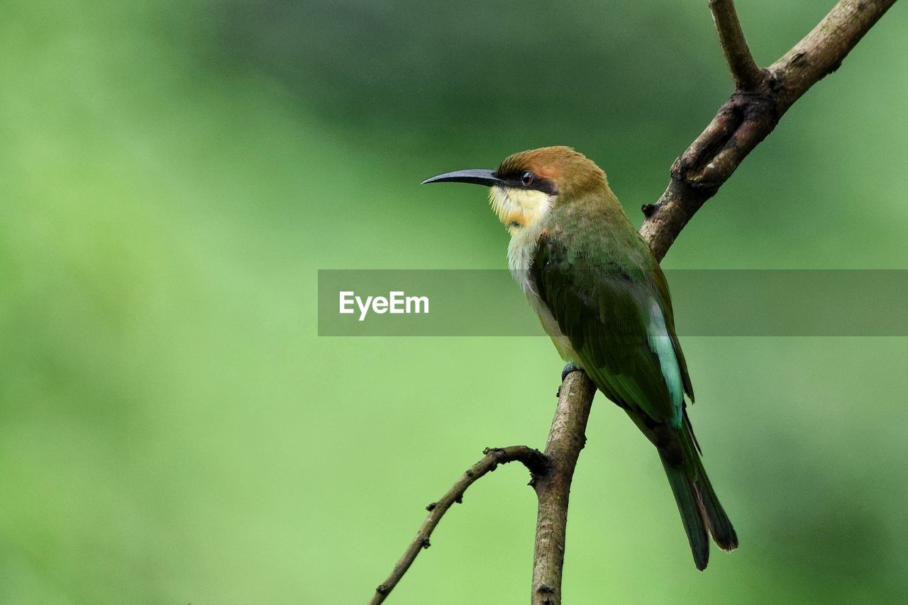 Close-up of bird perching on branch