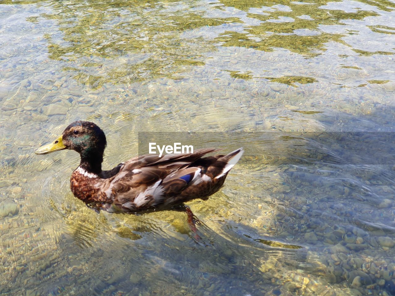 SIDE VIEW OF A DUCK IN A WATER