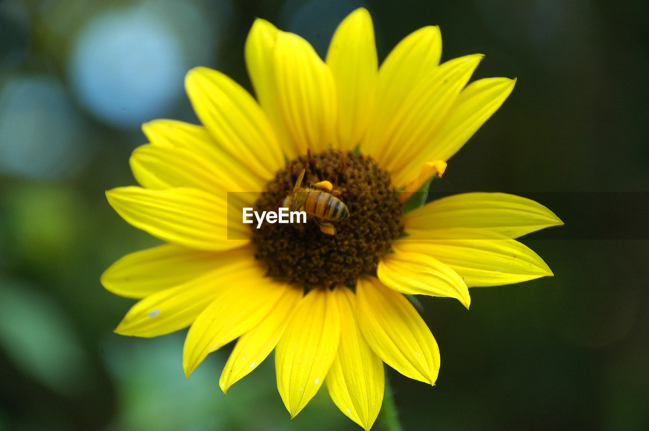 CLOSE-UP OF BEE ON YELLOW FLOWER BLOOMING