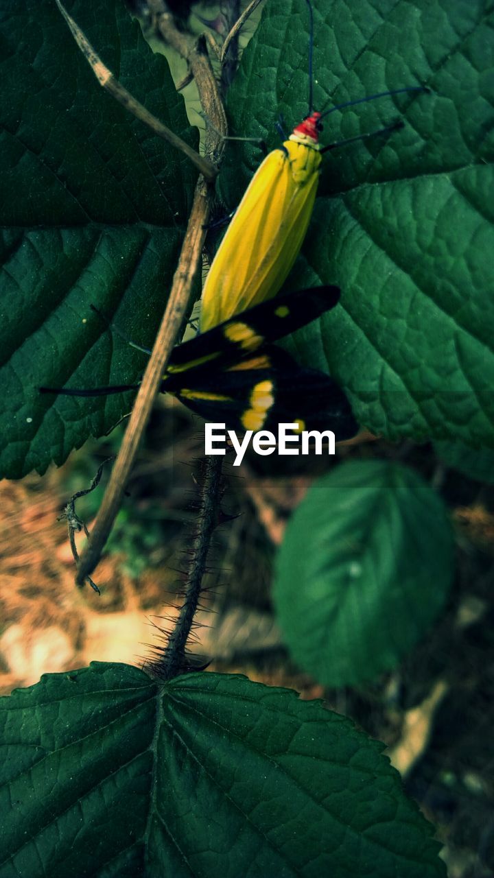 High angle view of insects on plant