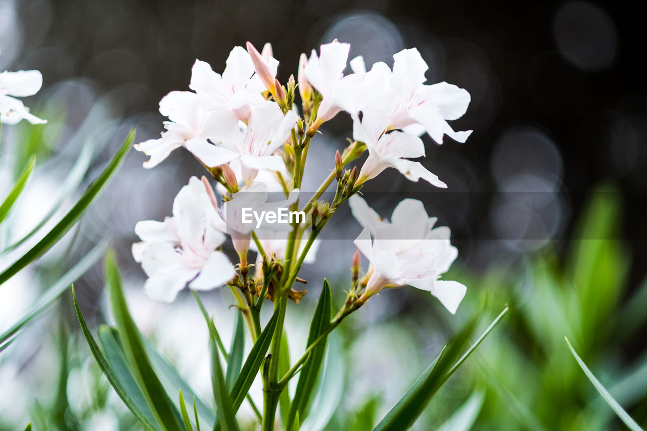 Close-up of white flowering plant