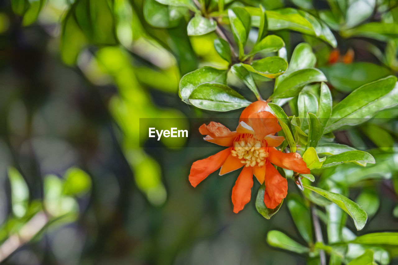 CLOSE-UP OF ORANGE ROSE FLOWER