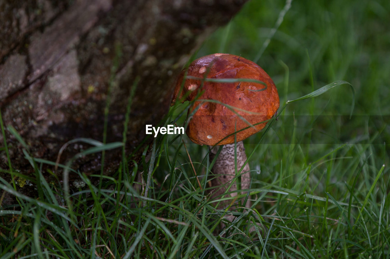 Close-up surface level of mushroom and grass