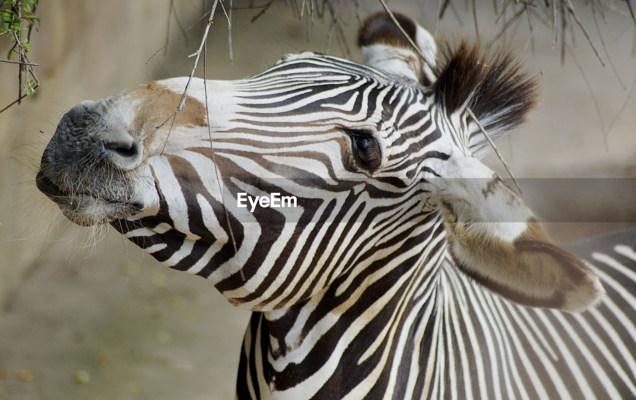 Close-up of a zebra