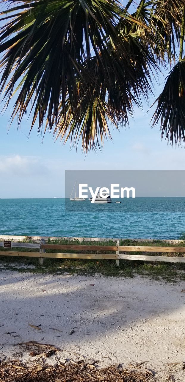 SCENIC VIEW OF PALM TREES ON BEACH