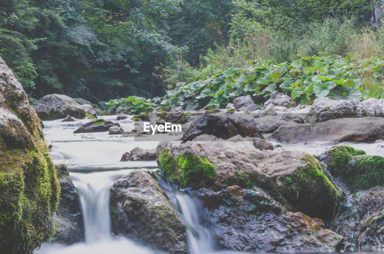 WATERFALL IN FOREST