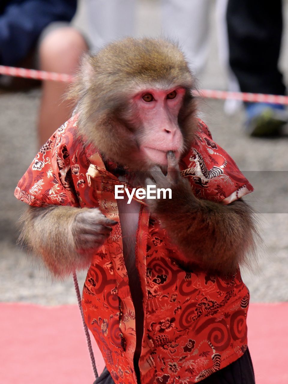 monkey, animal, animal themes, primate, mammal, red, macaque, one animal, animal wildlife, ape, focus on foreground, adult, portrait, holding, wildlife, outdoors