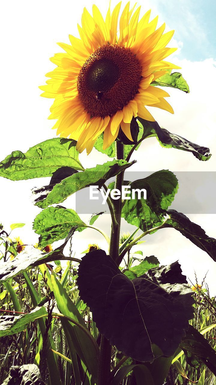 LOW ANGLE VIEW OF SUNFLOWERS