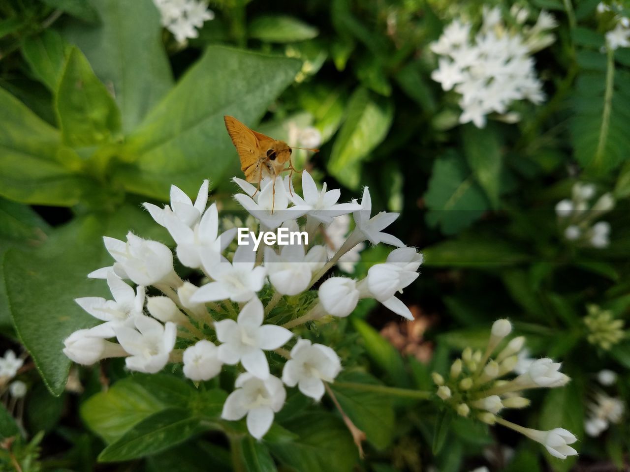 CLOSE-UP OF BUTTERFLY ON WHITE FLOWER