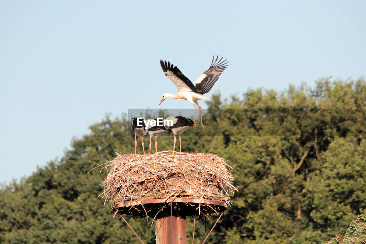 BIRD FLYING IN A FARM