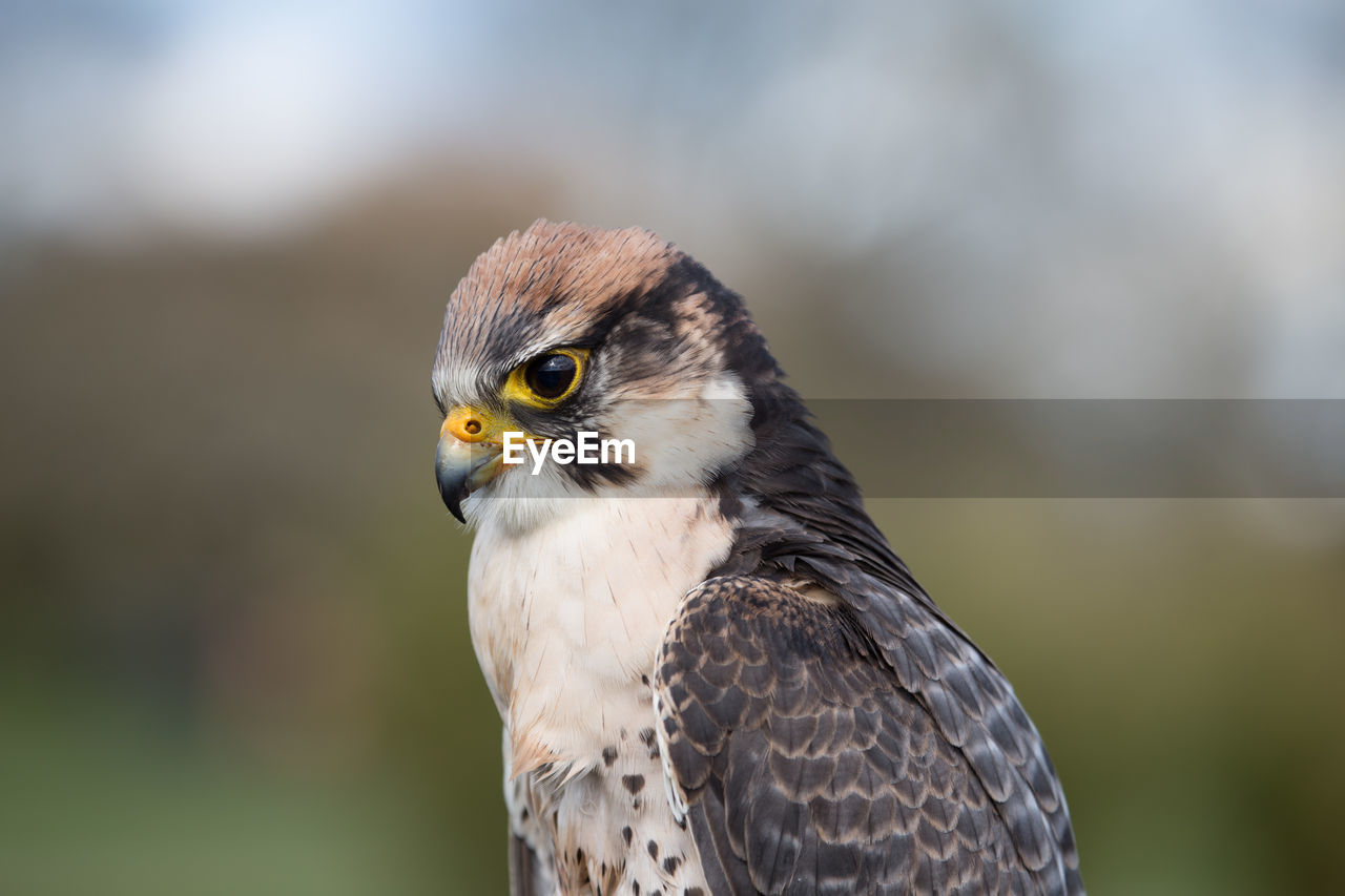 Close-up portrait of bird of prey