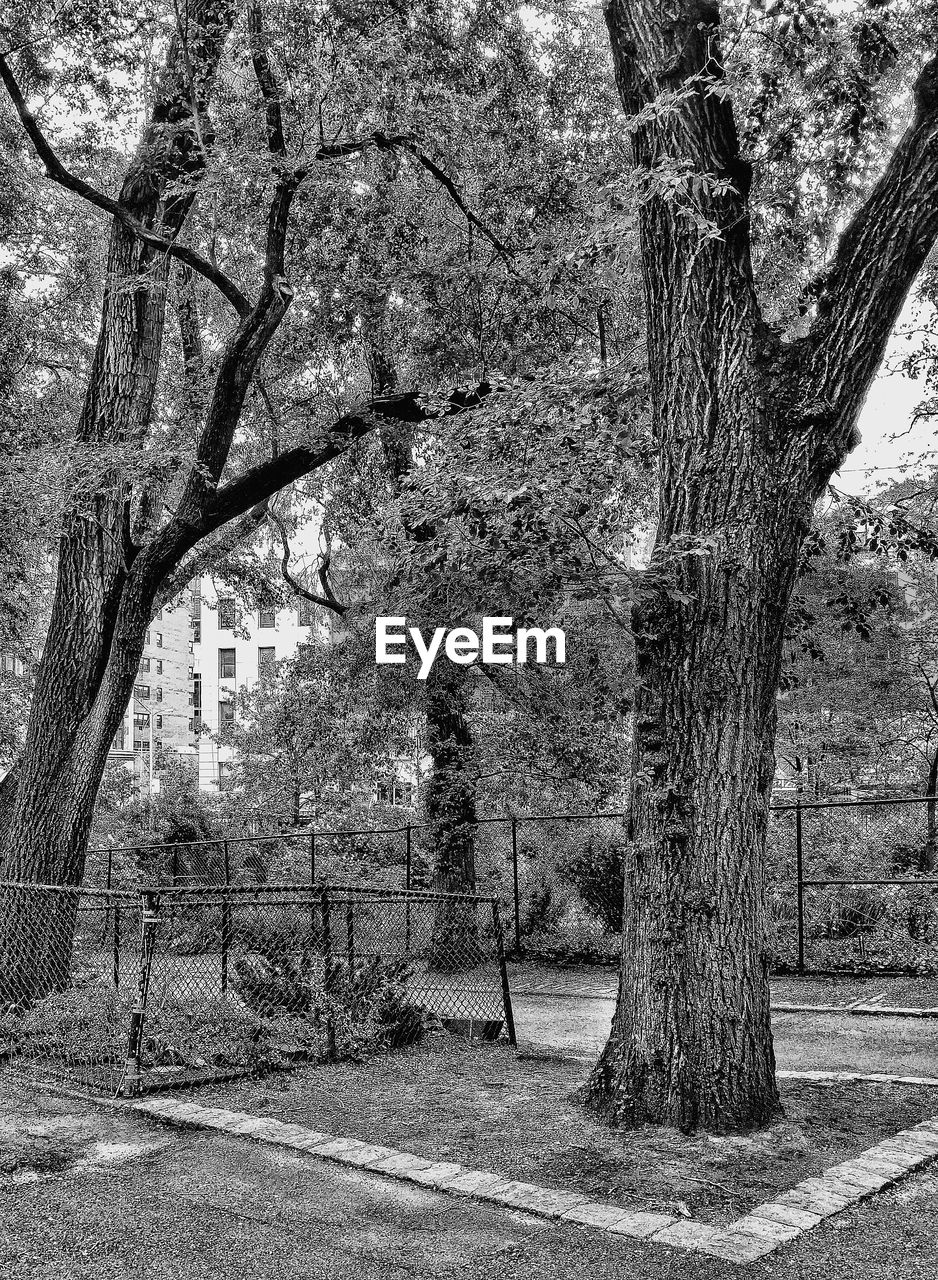 SHADOW OF TREE ON BARE TREES