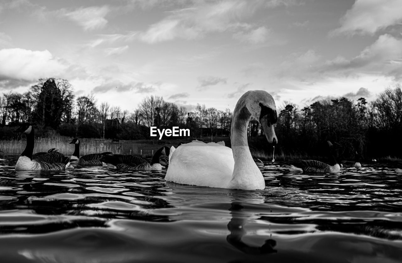 Black and white monochrome mute swan swans pair low-level water side view macro animal background