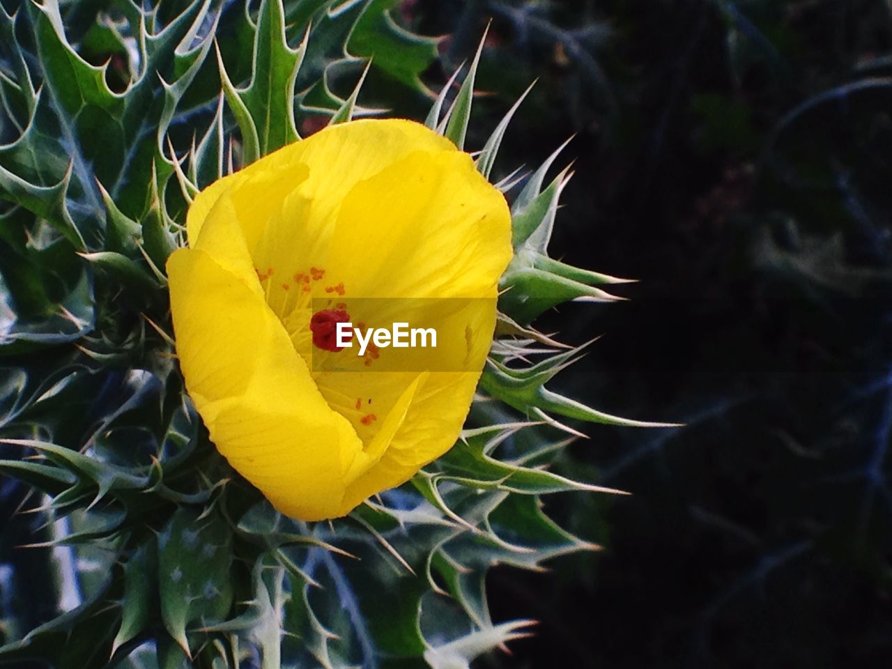 Close-up of yellow cactus flower