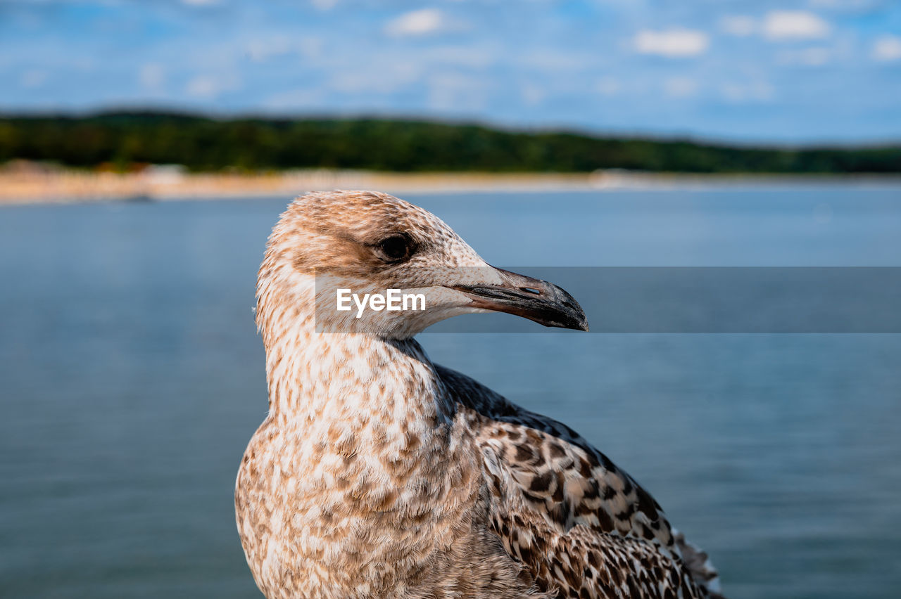 Close-up of seagull on a lake