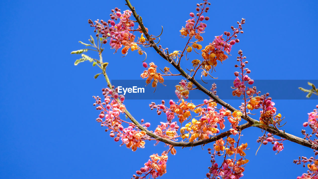 Low angle view of cherry blossom against blue sky