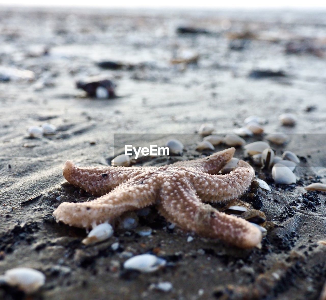 Close-up of starfish on beach