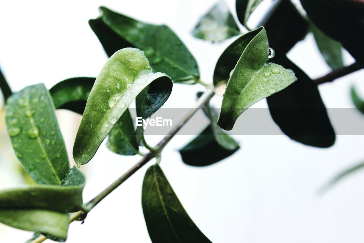 Close-up of water drops on leaves