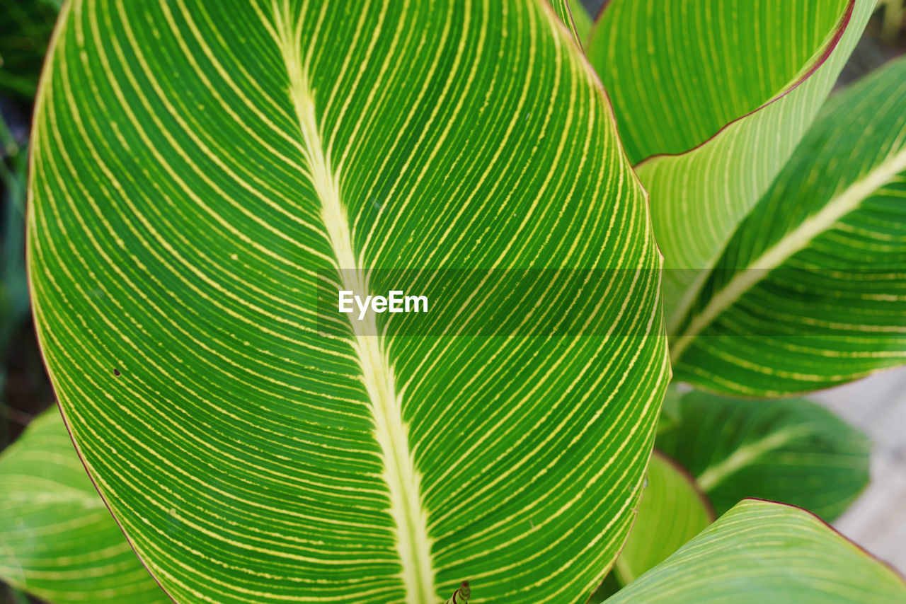 leaf, plant part, green, plant, close-up, growth, nature, beauty in nature, tree, no people, flower, freshness, tropical climate, day, outdoors, palm tree, palm leaf, pattern, leaf vein, focus on foreground, botany, backgrounds