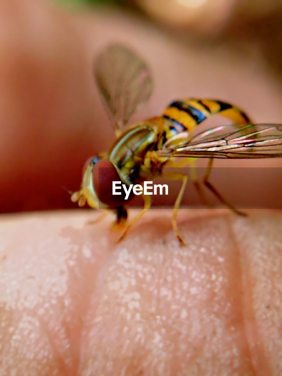 Close-up of hoverfly on finger