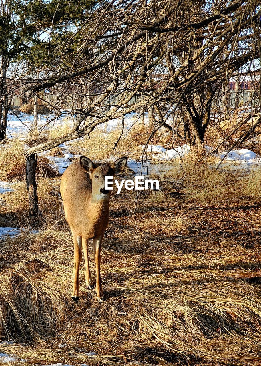 VIEW OF DEER STANDING BY BARE TREE