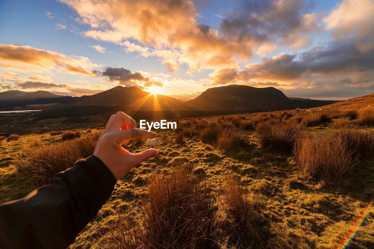 Optical illusion of person holding sheep on field