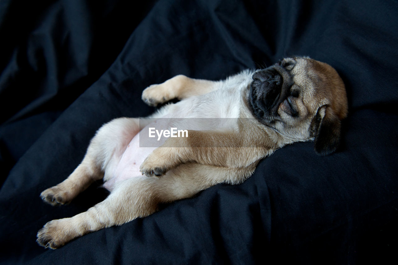 High angle view of pug puppy sleeping on bed at home