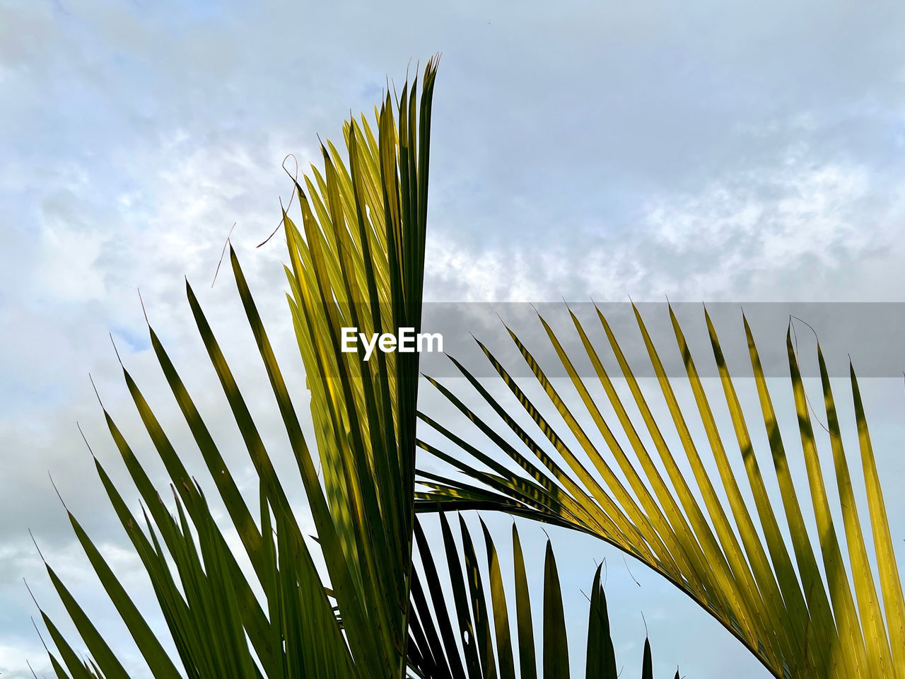 grass, sky, sunlight, cloud, nature, plant, palm leaf, leaf, palm tree, tree, growth, no people, tropical climate, beauty in nature, plant part, flower, green, outdoors, day, yellow, low angle view, close-up, frond, tranquility