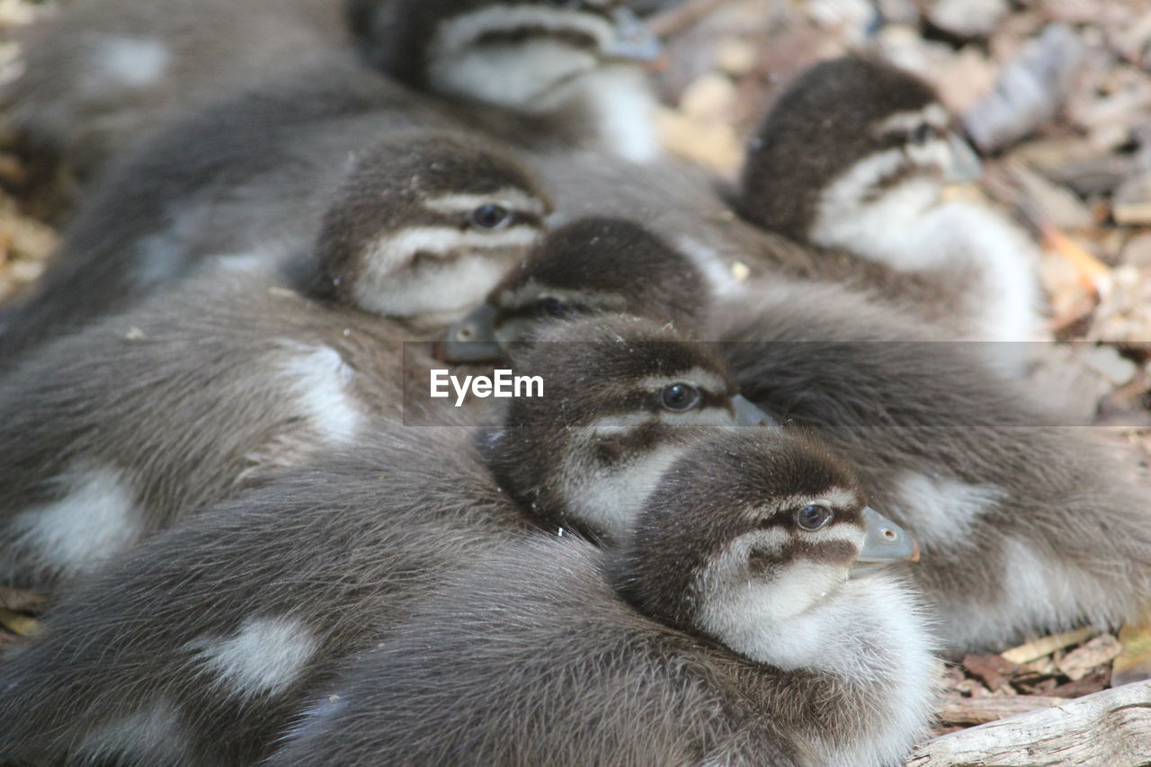 High angle view of ducklings