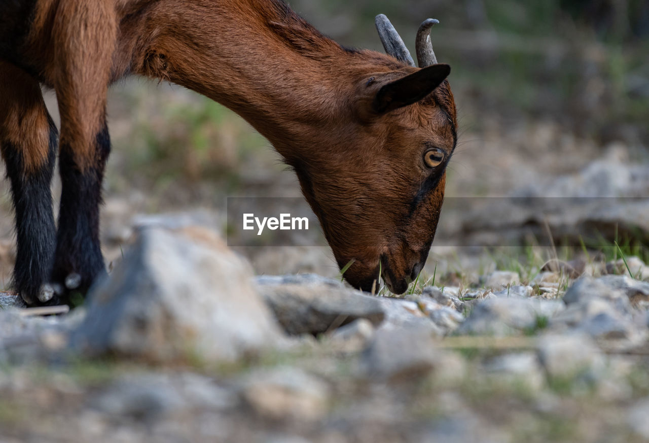 CLOSE-UP OF A HORSE