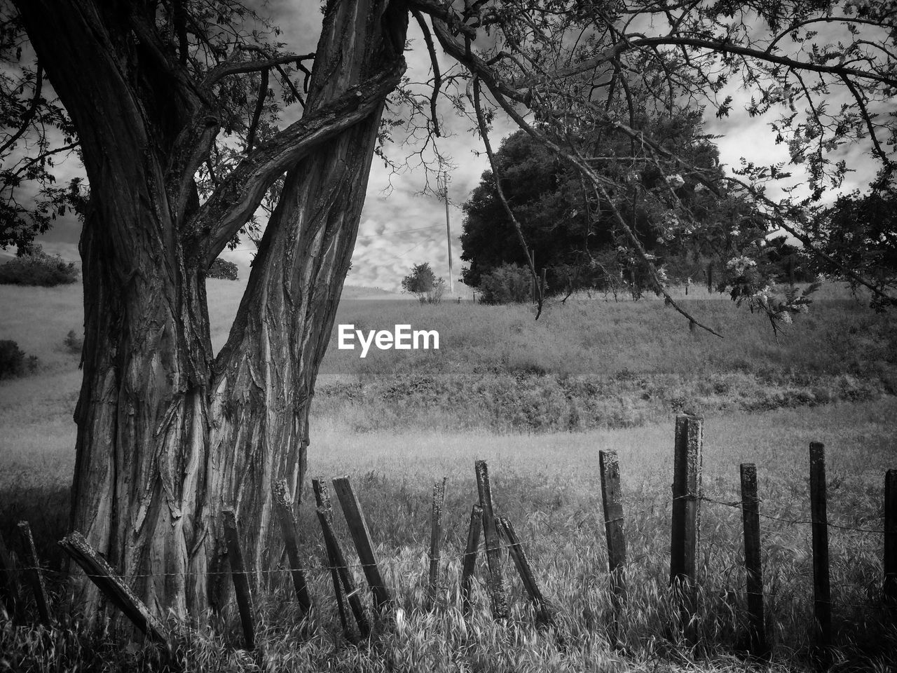 TREES ON GRASSY FIELD